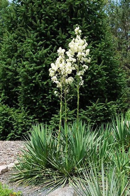 Ivory Tower Yuccas For Sale Online The Tree Center