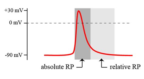 A The Action Potential Basicphysiology Org