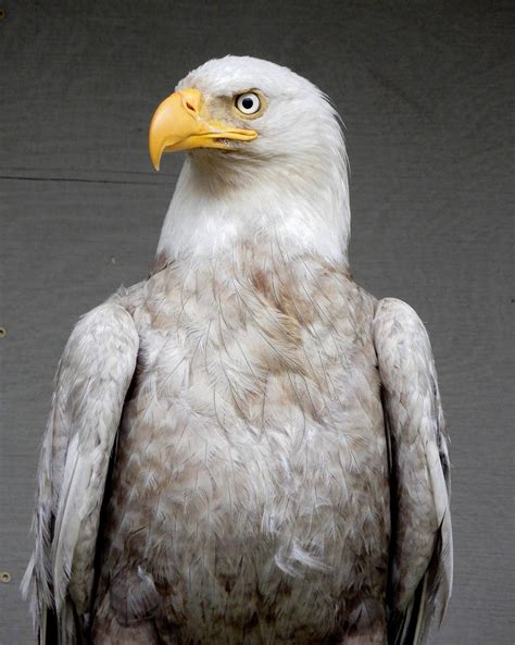 dazzling discovery rare albino eagle