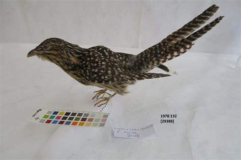 Long Tailed Cuckoo Koekoeā Tairawhiti Museum