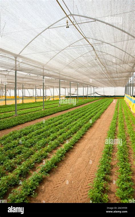 Israel, Aravah Desert plants in a greenhouse Stock Photo - Alamy