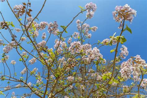 Uspješan uzgoj paulownia tomentosa PiO ukrasni vrtovi biljke cvijeće