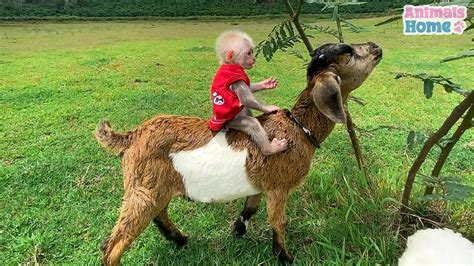 Bibi Monkey Riding Goat In The Meadow Youtube