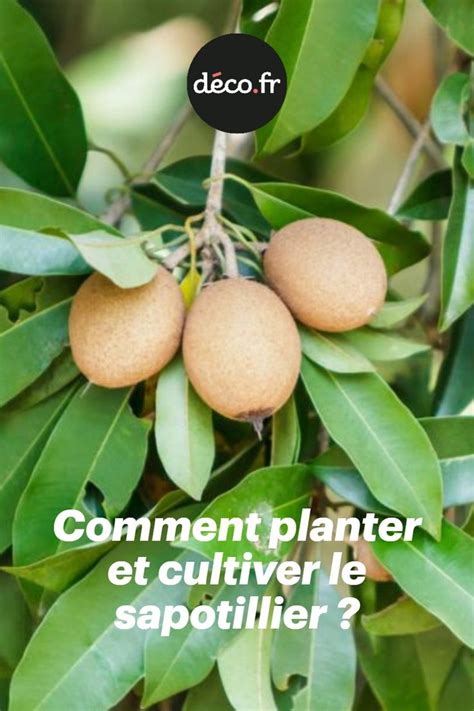 Comment Planter Et Cultiver Le Sapotillier Fruit