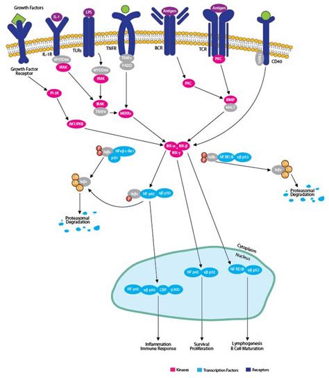 NFKB Signaling Pathway | Immunology, Immune response, Pathways 
