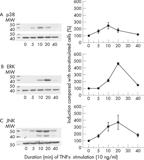 Time Dependent Phosphorylation Of P38 A Erk B Or Jnk C In Third