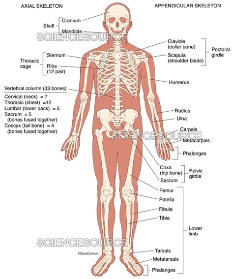 Human Skeleton (labeled), illustration | Stock Image - Science Source Images