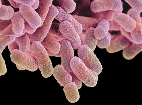 What You Need To Know About The Newest Antibiotic Resistant Superbug