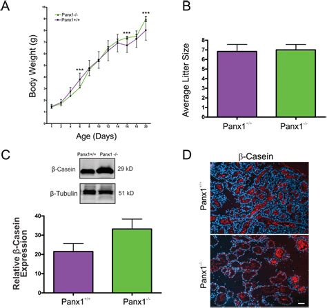 Panx1 Dams Lactate And Deliver Milk To Pups A Evaluation Of Pup