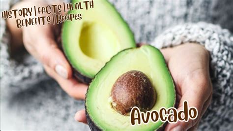 Origin Of Avocados History Interesting Facts Of Avocados Health