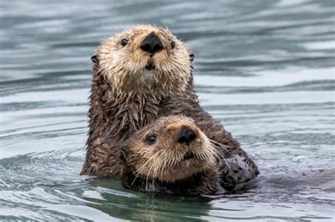 Northern Sea Otter Subspecies Enhydra Lutris Kenyoni Inaturalist