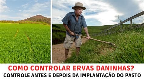 Como Controlar Ervas Daninhas Veja Como Fazer O Controle Antes E