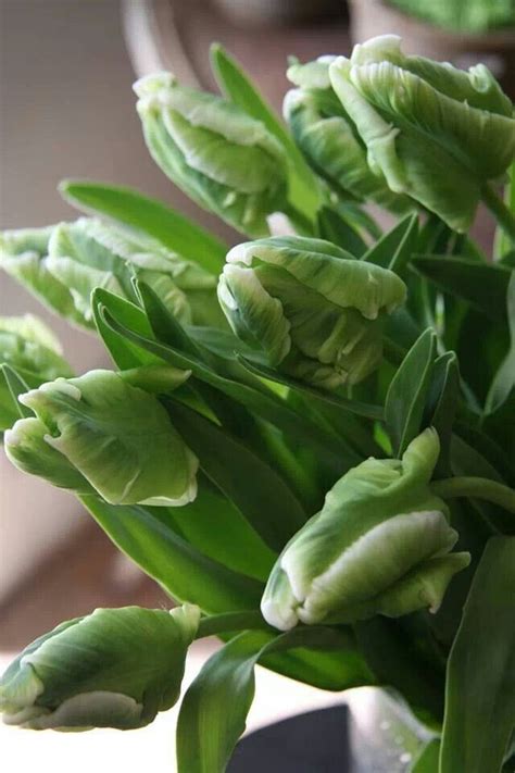 Green Tulips I Believe This Is A Green Parrot Tulip Soooo Great And