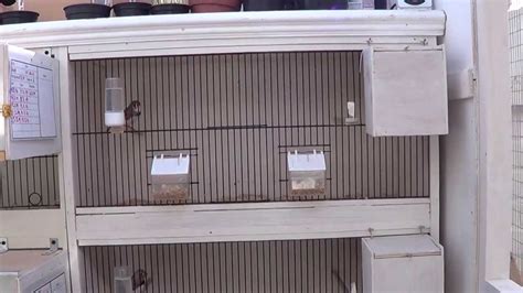 Zebra Finch Breeding Cages - YouTube