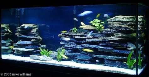 Aga Aquascaping Contest Fish Tank Aquarium Fish Tank