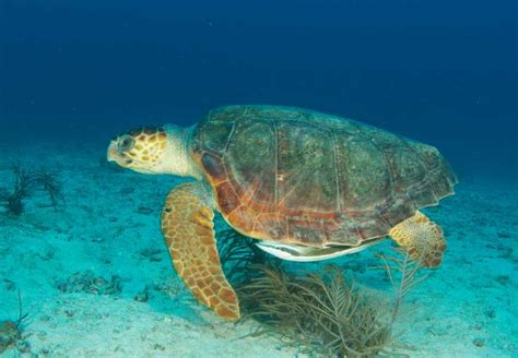 Green Sea Turtle Habitat Images & Pictures - Becuo