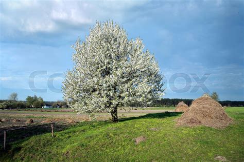 Et Billede Af En Blomstrende Tr P En Mark Stock Foto Colourbox