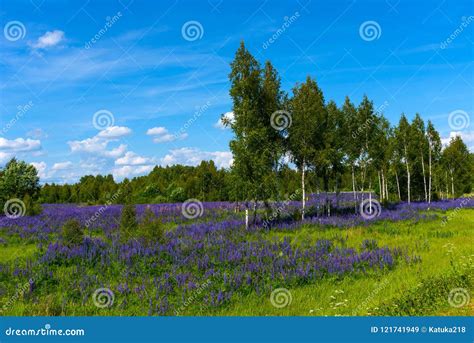 Field of Purple Flowering Lupines. Beautiful Rural Landscape with Birches and Forest in Summer ...