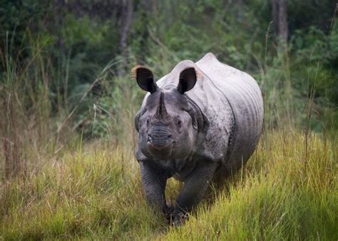 wild side  nepal  family conservation holiday