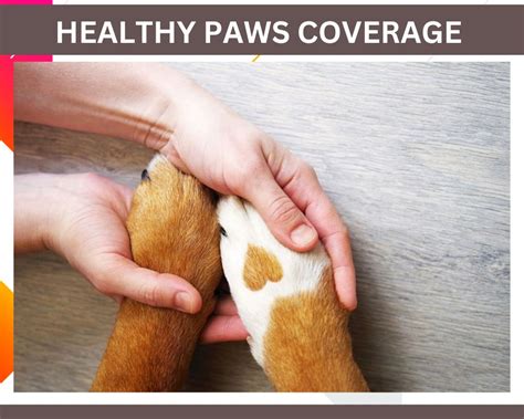 Healthy Paws Pet Insurance Reviews Coverage Pros And Cons