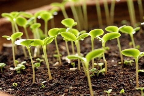 Seedling germination free stock photos download (46 Free stock photos ...