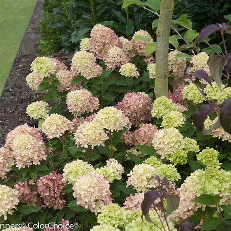 Hydrangea Little Lime Green Valley Garden Centre