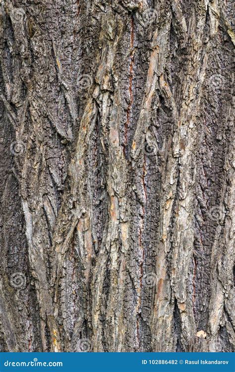 Oak Tree Bark Stock Photo Image Of Plant Textured 102886482