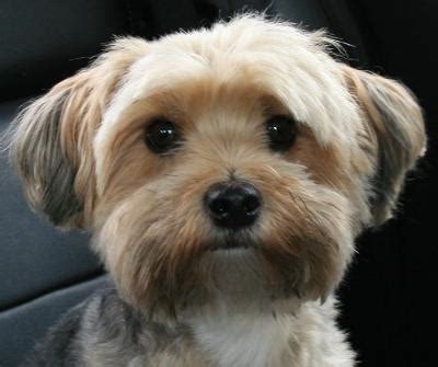 maltese yorkie mix   dog