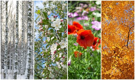 De Winter De Lente De Zomer De Herfst Vier Seizoenen Stock Foto