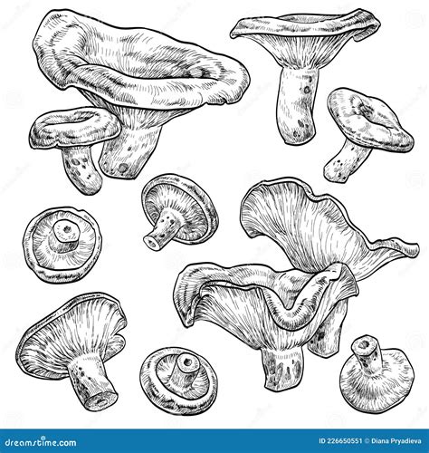 Niscalo Mushroom In Cartoon Style Hand Drawn Sketch Lactarius