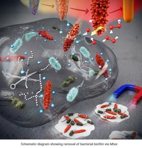 Nanotechnology Now Press Release Nanocrystals That Eradicate