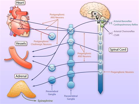 Adrenergic Nervous System In Heart Failure Circulation Research