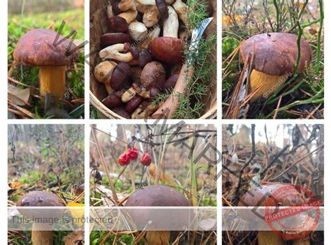 Польский гриб — описание, где растет, похожие виды, фото в лесу