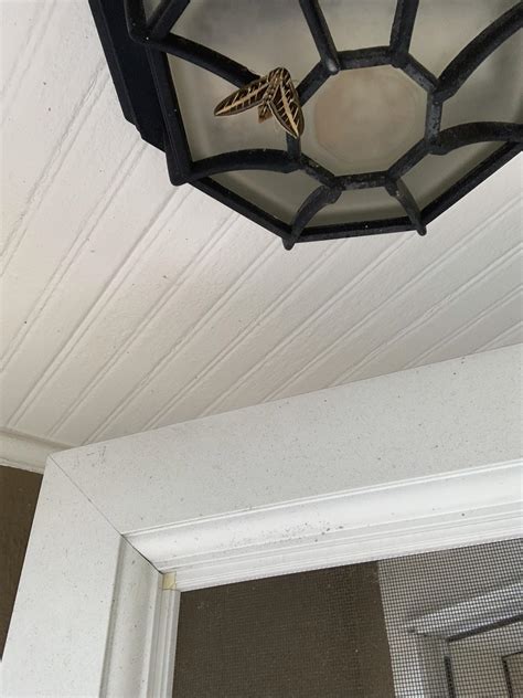 Found in Ohio is this invasive? : r/moths