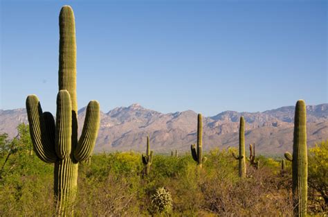 Saguaro National Park | Everywhere Once