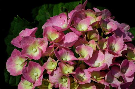 hydrangea pink color 8