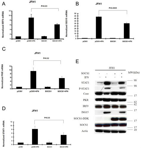 Socs Overexpression Decreases Ifn Induced Irf Isg Pkr And Stat