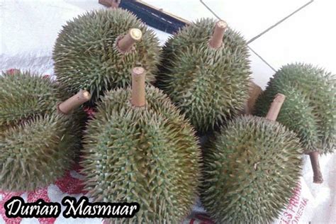 Bibit Durian Masmuar Bibit Buahku