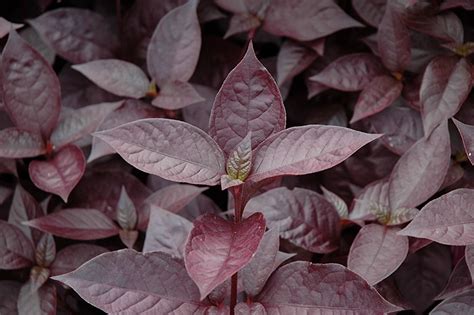 Purple Knight Alternanthera Alternanthera Dentata Purple Knight In