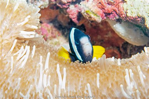 This Is A Clarks Anemonefish Amphiprion Clarkii With Its Host Anemone