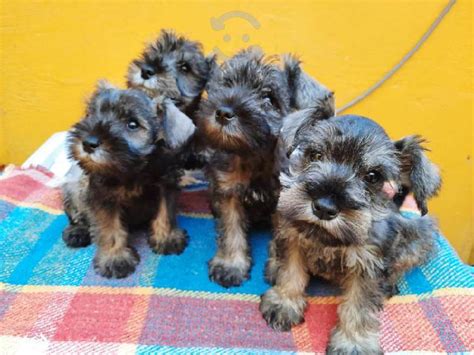 Cachorros Schnauzer Mini Sal 【 Rebajas Abril 】 Clasf