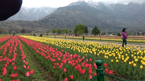 Indira Gandhi Memorial Tulip Garden Kashmir