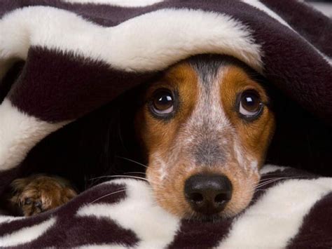 Consejos Para Cuidar A Tu Mascota De La Pirotecnia En Las Fiestas El