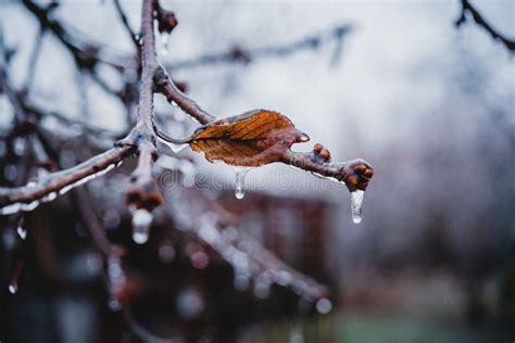 Naked Tree Branches Covered With Icy After Freezing Rain Stock Image