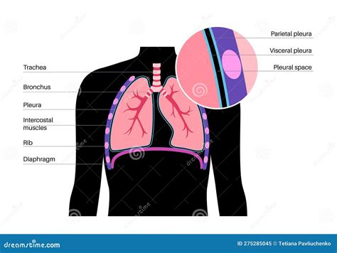 Pleura Anatomical Poster Vector Illustration Cartoondealer