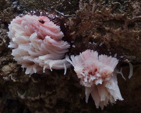 Fauna — Two Pink Slime Molds From California Usa T Mundo