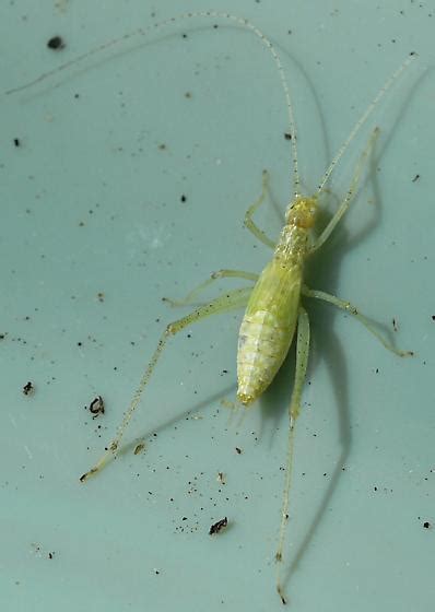 Tree Cricket Oecanthus Fultoni Bugguide