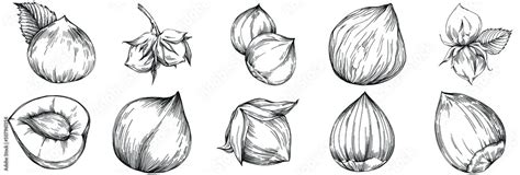 Hazelnut Filbert Cobnut Hand Drawn Vector Illustration Isolated On