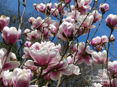 Magnolia From Burncoose Nurseries Page 1