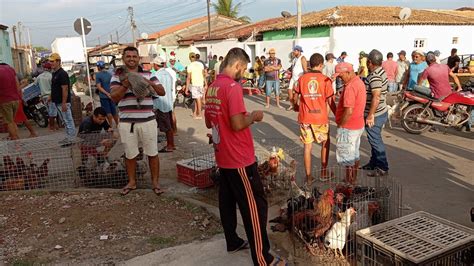 Vanio Mostrando A Feira De Galinhas Em Cra Bas Nordeste